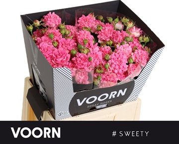 R Tr #SWEETY 60cm