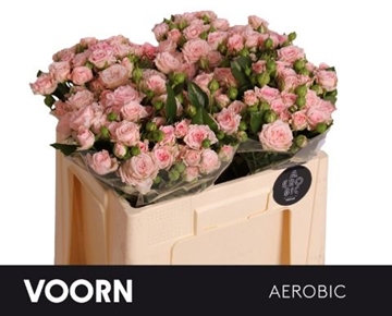 Rose Spray Aerobic 50cm