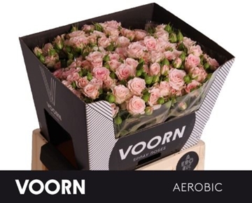 Rose Spray Aerobic 60cm
