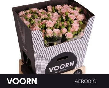 Rose Spray Aerobic 70cm