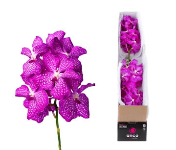 Vanda Magic Pink 20cm