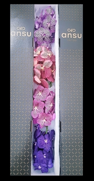 Vanda Mixed Per Stem 20cm