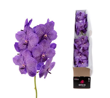 Vanda Lavender Sprinkles 20cm