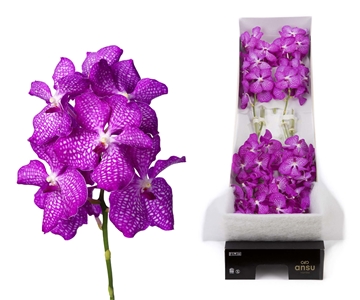 Vanda Magic Pink 20cm