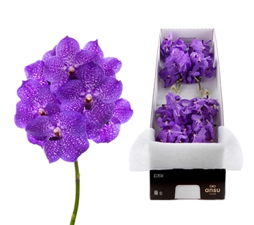 Vanda Asst 20cm