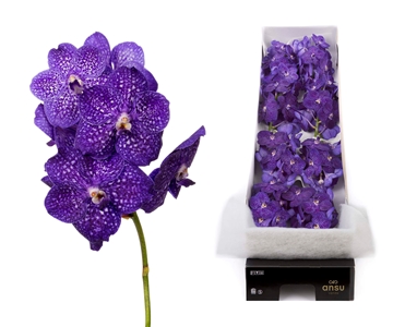 Vanda Tweed Blue 20cm