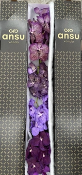 Vanda Mixed Per Stem 20cm