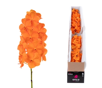 Vanda Natcha Princess Orange 10cm