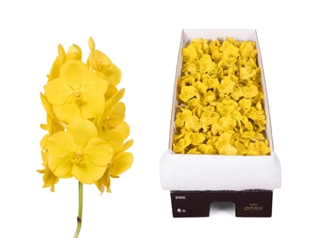 Vanda Asst 30cm
