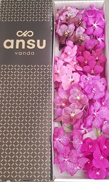 Vanda Mixed Per Stem 20cm