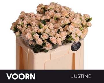 Rosa Spray Justine 50cm