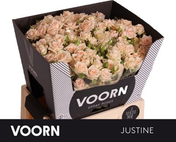 Rosa Spray Justine 60cm