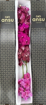 Vanda Mixed Per Stem 20cm