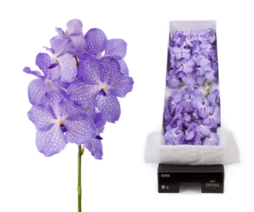 Vanda Angelite 30cm