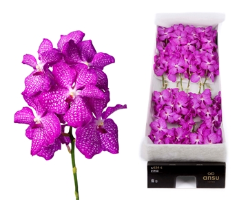 Vanda Magic Pink 20cm