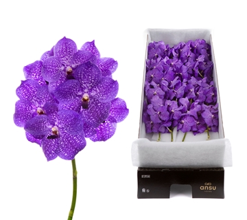 Vanda Asst 20cm