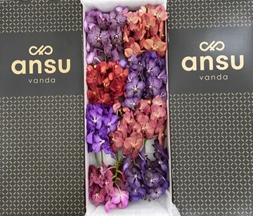 Vanda Mixed Per Stem 20cm