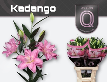 Li Or Du Kadango 80cm 3/5bl