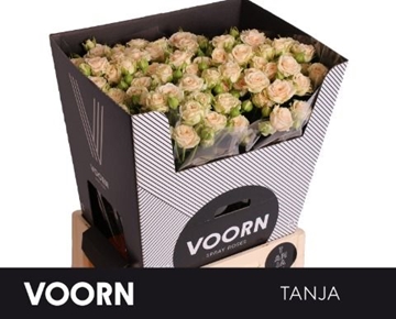 Rosa Spray Tanja 70cm