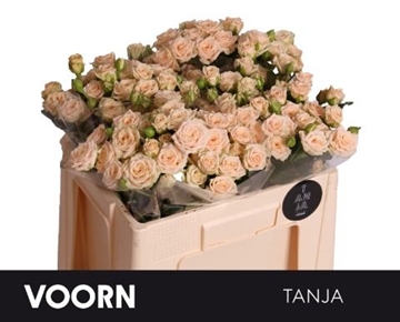 Rosa Spray Tanja 50cm