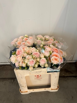Rosa Spr 50cm