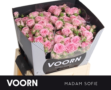 R Tr Madam Sofie 60cm