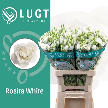Lisianthus Double Rosita White 70cm