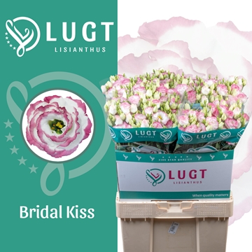 Lisianthus Double Croma Bridal Kiss 70cm