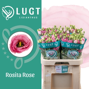 Lisianthus Double Rosita Pink 70cm