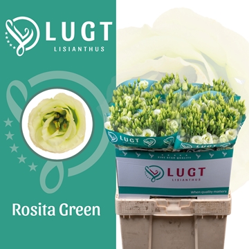 Lisianthus Double Rosita Green 70cm