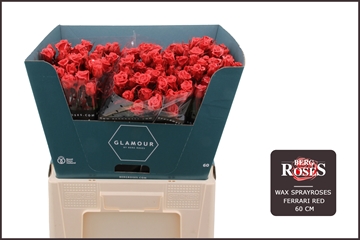Rosa Waxed 60cm