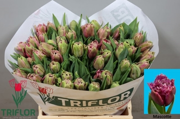 Tulipa Frilled Mascotte 41cm 44gram