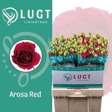 Lisianthus Double Arosa Red 70cm