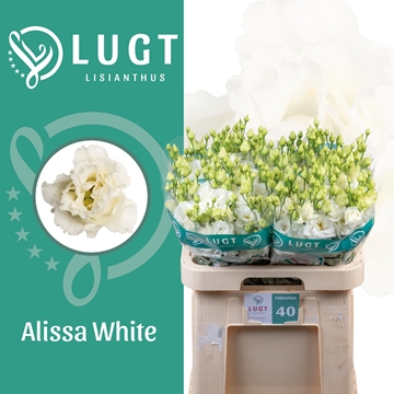 Lisianthus Double Alissa White 70cm