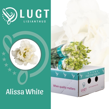 Lisianthus Double Alissa White 70cm