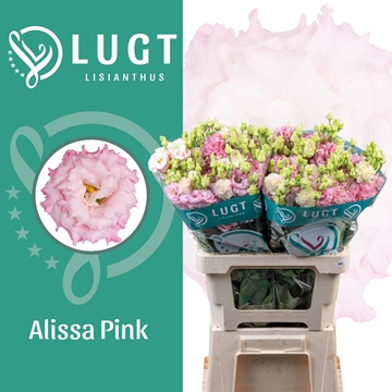 Lisianthus Double Alissa Pink 70cm