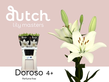 Lilium La Doroso 90cm 4/5bl
