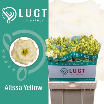 Lisianthus Double Alissa Yellow 70cm