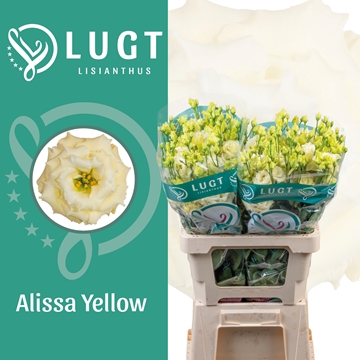 Lisianthus Double Alissa Yellow 70cm