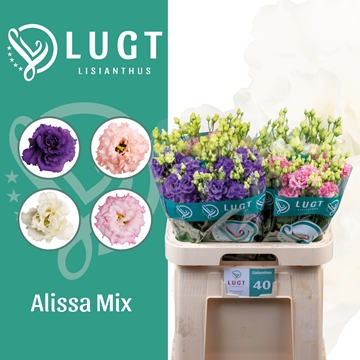 Lisianthus Double Alissa Mixed In Bucket 70cm