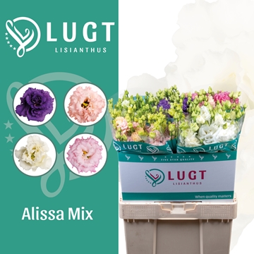 Lisianthus Double Alissa Mixed In Bucket 70cm
