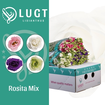 Lisianthus Double Mixed In Bucket 70cm