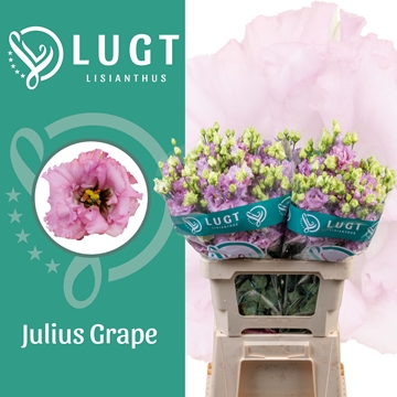Lisianthus Double Julius Grape 70cm