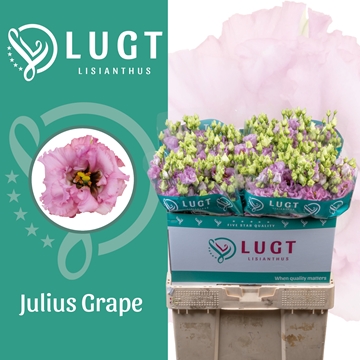 Lisianthus Double Julius Grape 70cm