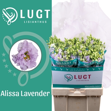Lisianthus Double Alissa Lavendel 70cm
