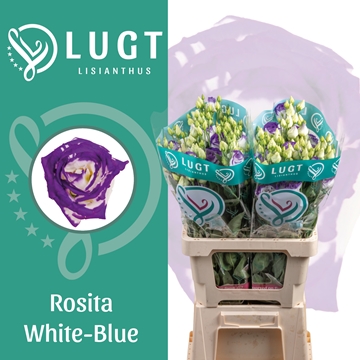 Lisianthus Double Rosita Blue Picotee 70cm