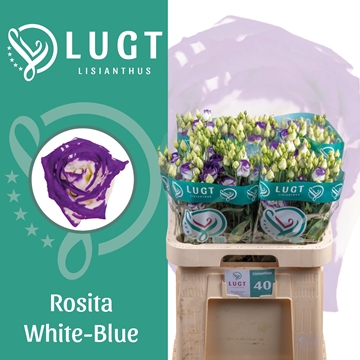 Lisianthus Double Rosita Blue Picotee 70cm