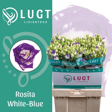 Lisianthus Double Rosita Blue Picotee 70cm