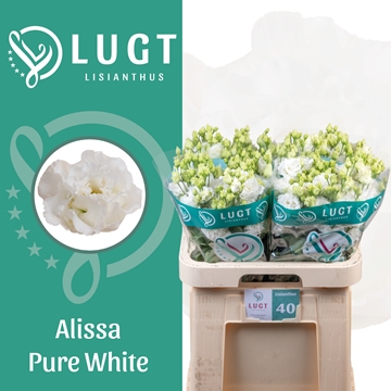 Lisianthus Double Alissa Pure White 70cm