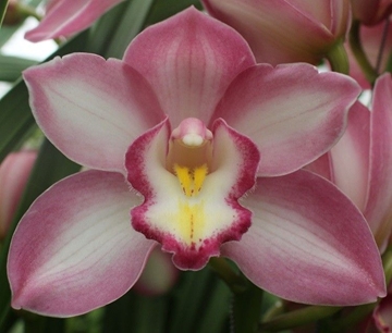 Cymbidium Magical Kiwi Sue 60 Cm - 8/11bl